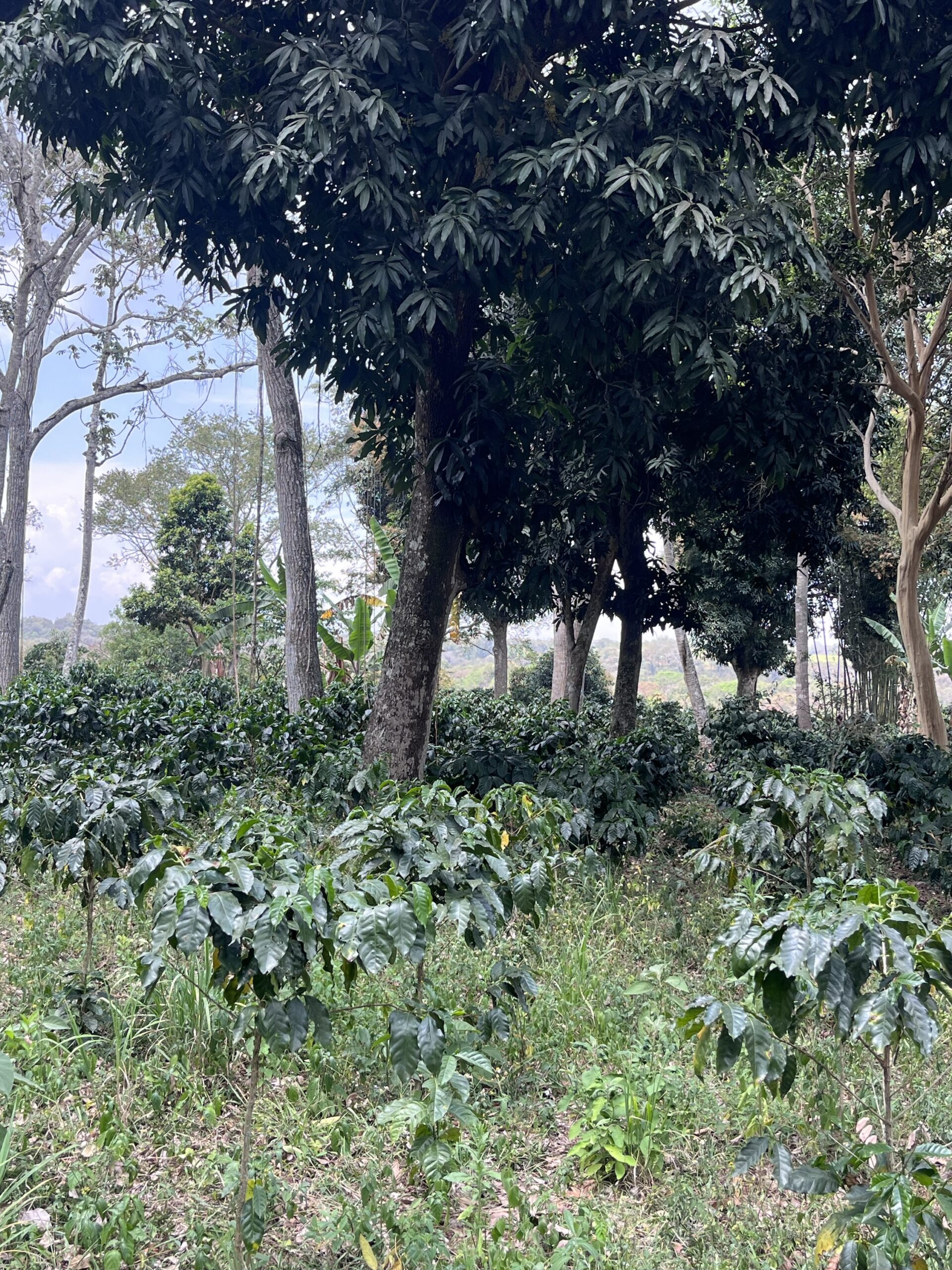 Oro Azteca/ Línea Variedades/ Los Tucanes