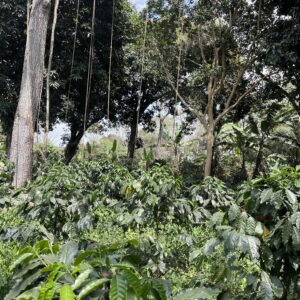 Oro Azteca/ Línea Variedades/ Los Tucanes