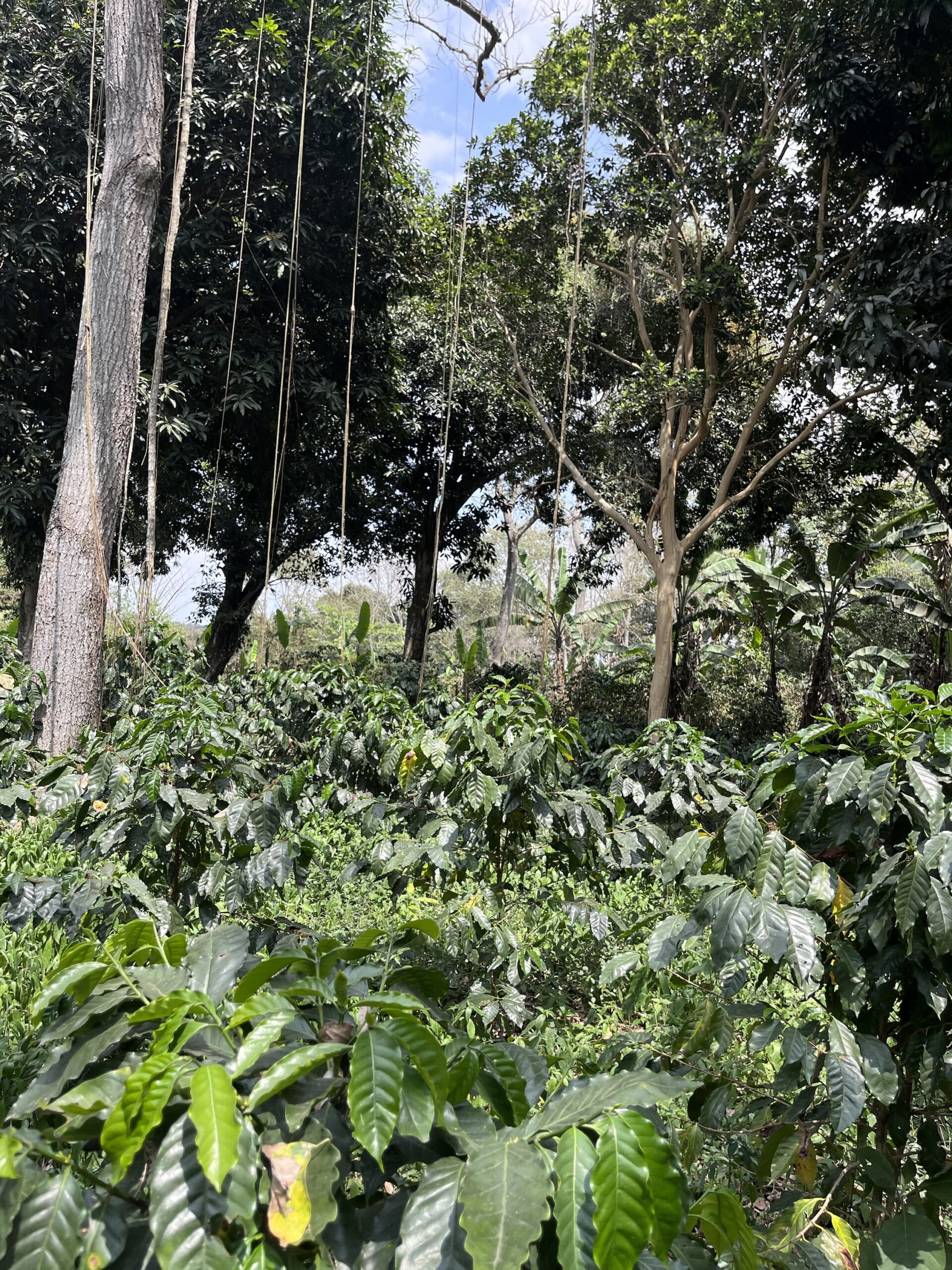 Oro Azteca/ Línea Variedades/ Los Tucanes